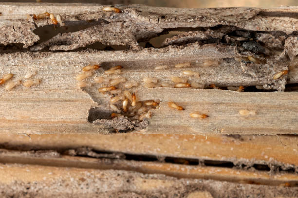Best Commercial Pest Control Services  in Slater, IA